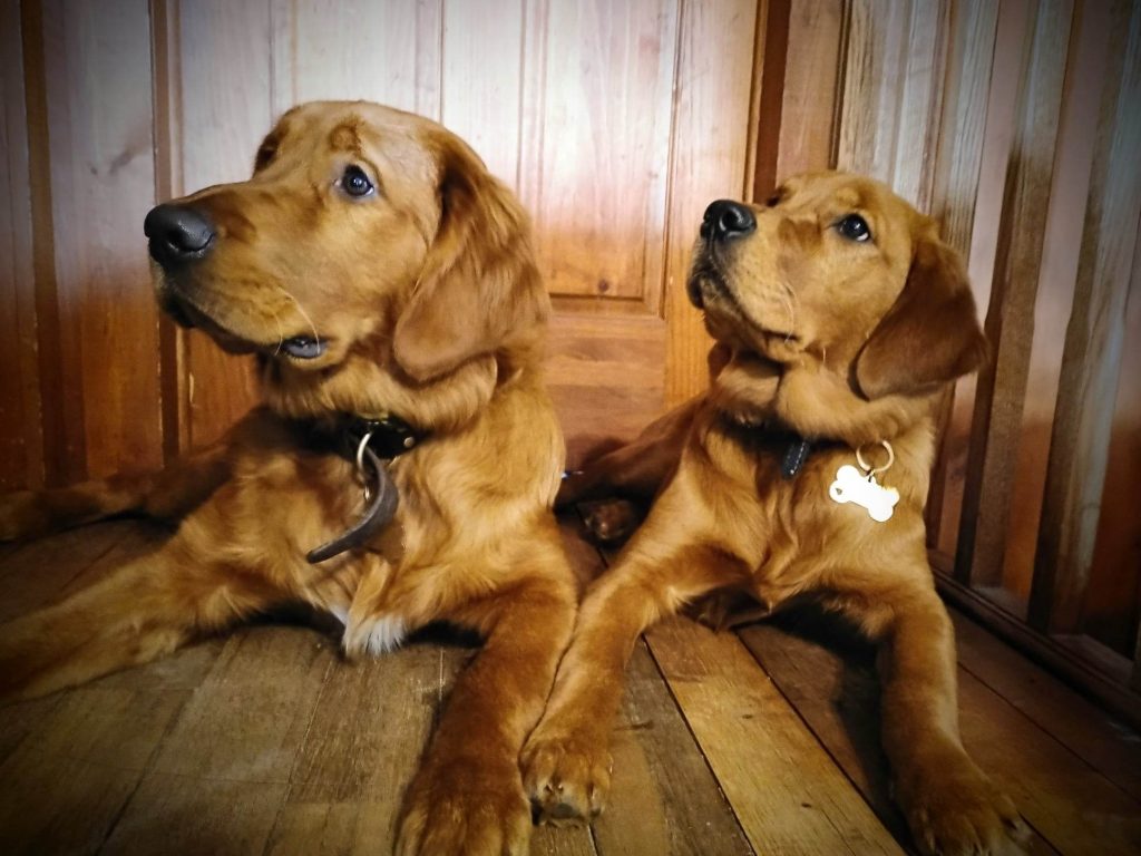 Our Golden Retrievers Buddy & Lexi