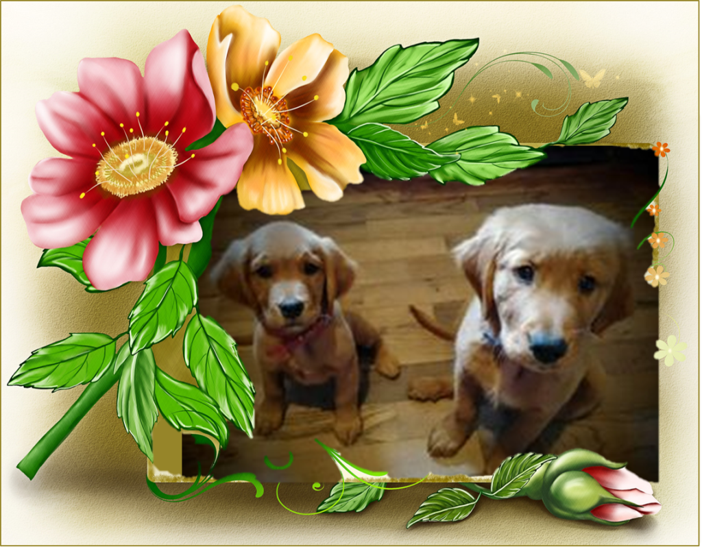 Golden Retriever Puppies - Lexi & Buddy