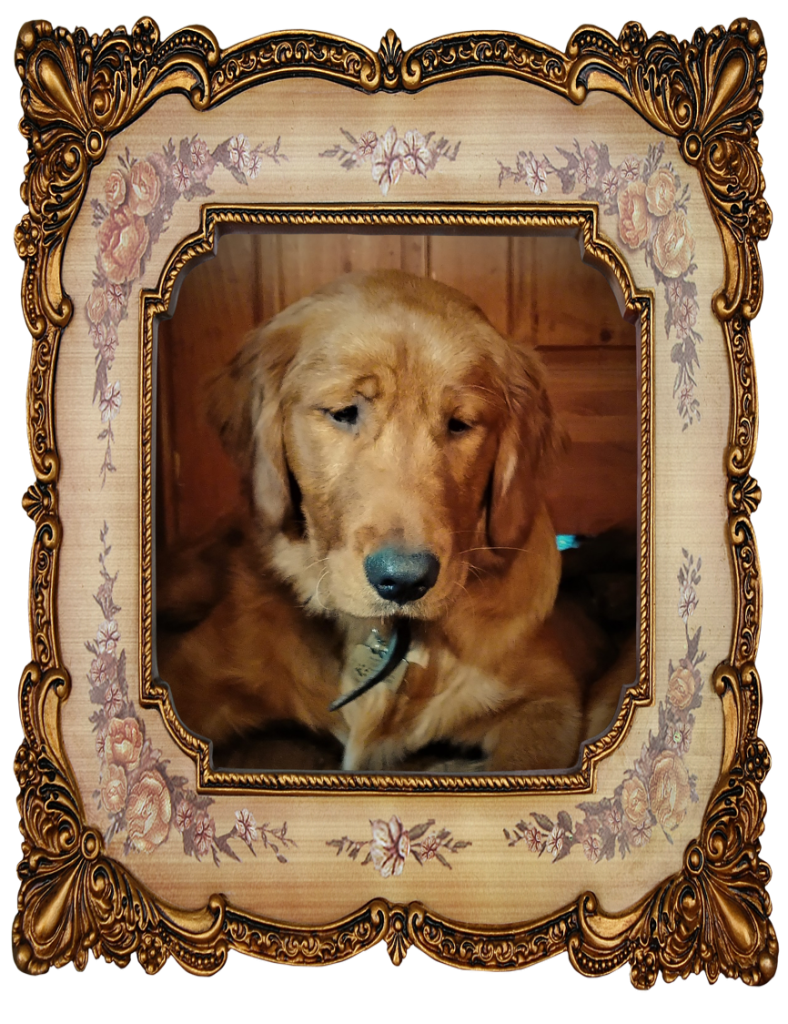Golden Retriever - Buddy 6 1/2 Months