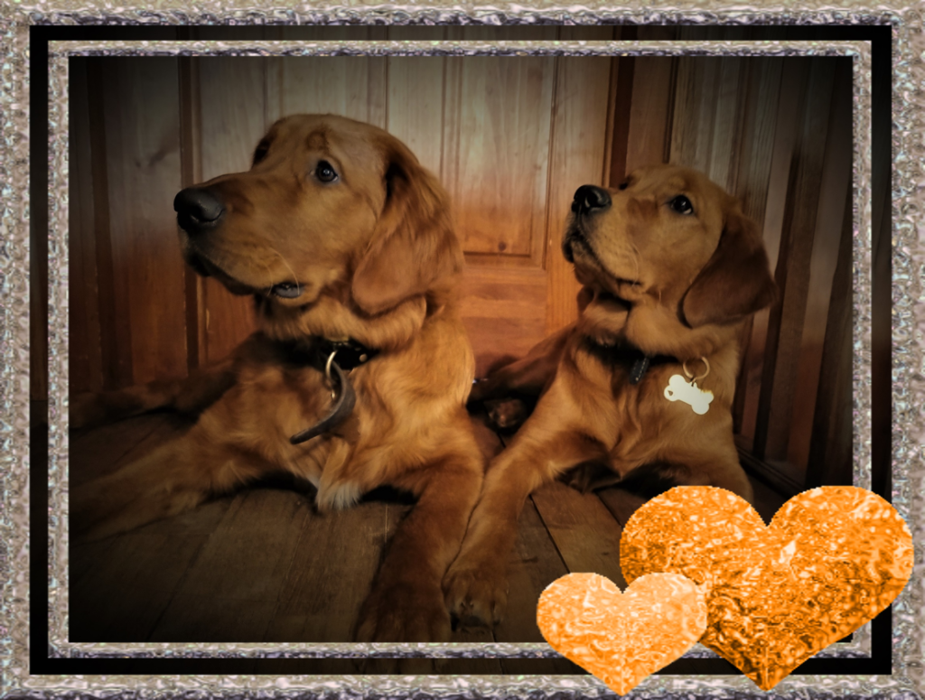 Golden Retrievers - Buddy 6 1/2 mths & Lexi 6 mths