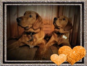 Golden Retrievers - Buddy 6 1/2 mths & Lexi 6 mths