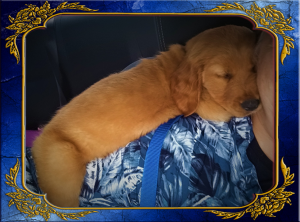 Golden Retriever Puppy - Buddy on Mama's shoulder
