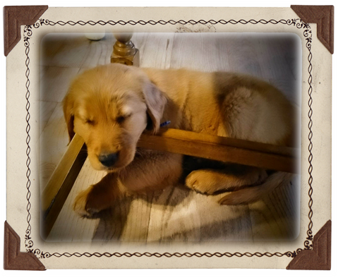 Golden Retriever Puppy - Buddy sleeping under chair