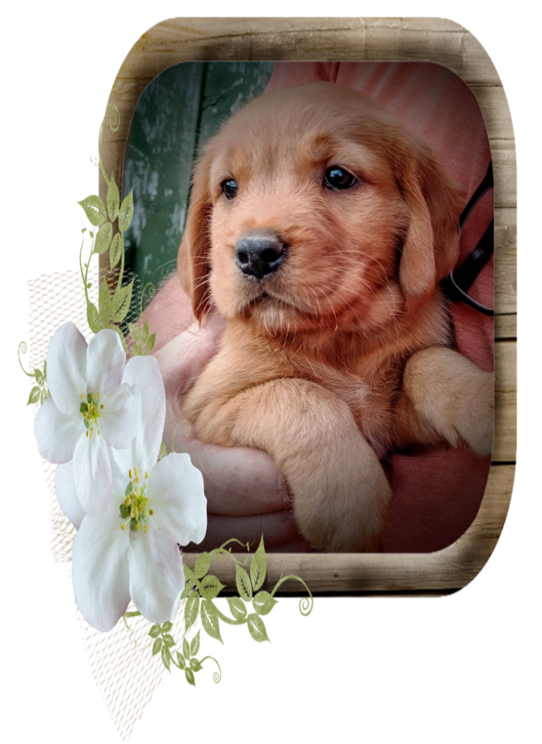 Golden Retriever Puppy - Lexi 6 Weeks Old