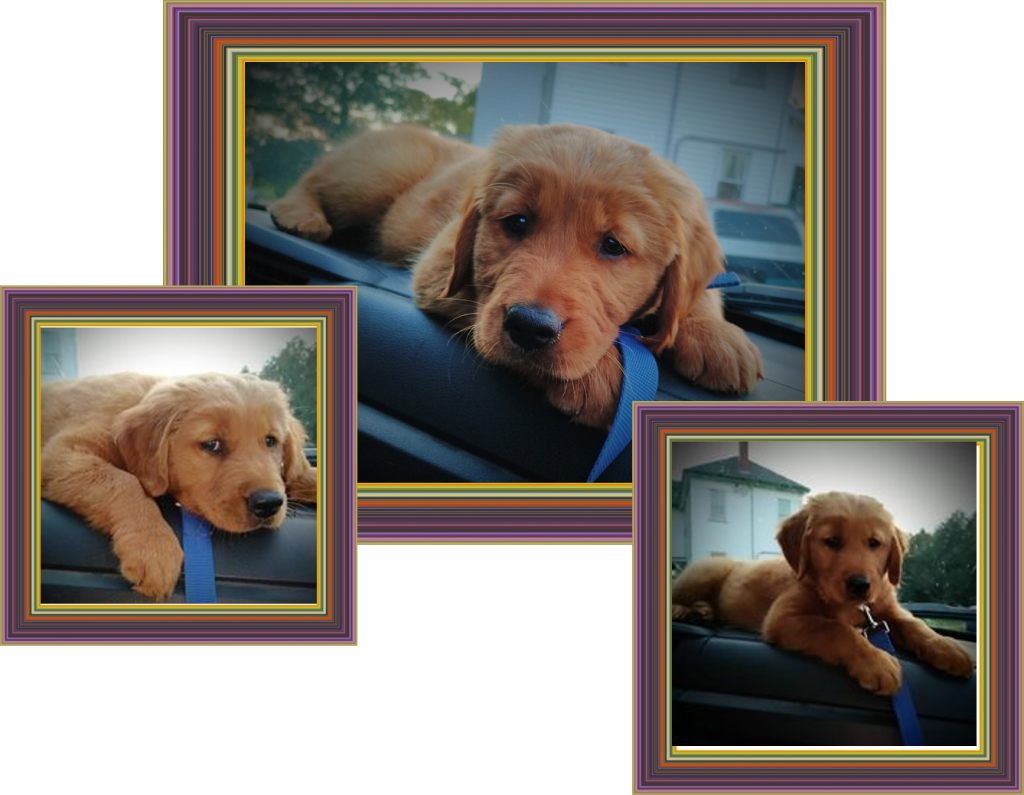 Golden Retriever Puppy - Buddy on the dash