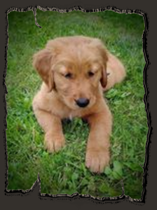Golden Retriever Puppy - Buddy 2 months old