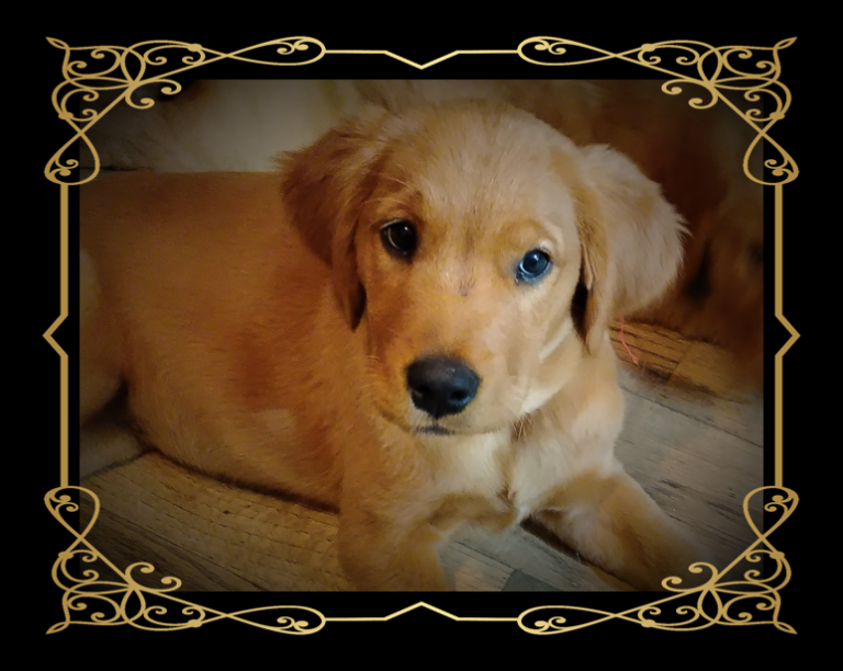 Golden Retriever Puppy - Lexi 2 1/2 Months old