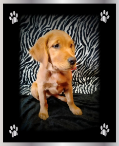 Lexi posing at 3 months