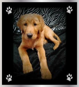 Buddy Posing at 3 1/2 Months