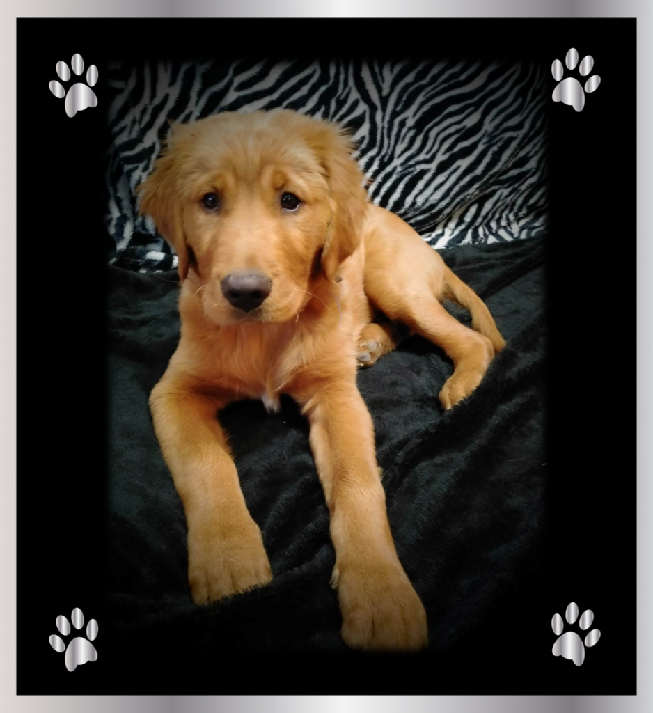 Buddy Posing at 3 1/2 Months