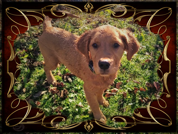 Golden Retriever - Lexi after swim