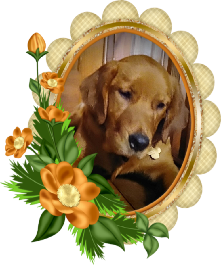 Golden Retriever - Lexi 6 Months