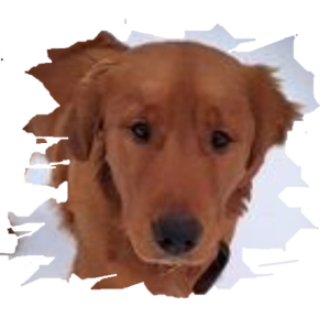 Golden Retriever - Buddy almost 7 months