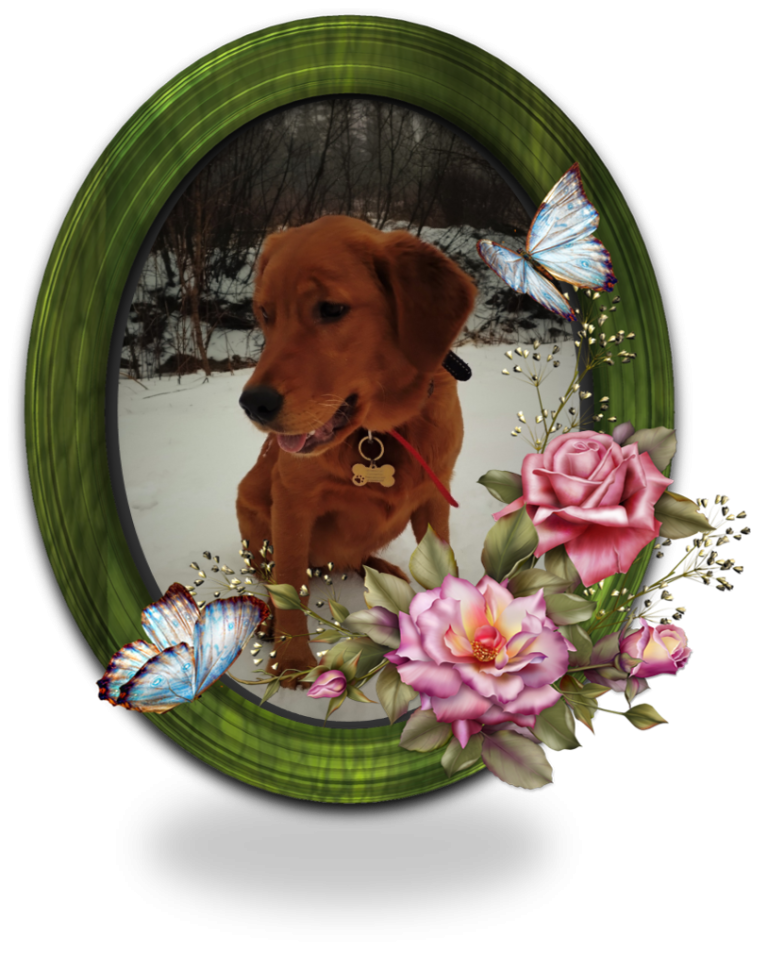 Golden Retriever - Lexi 6 Months Old