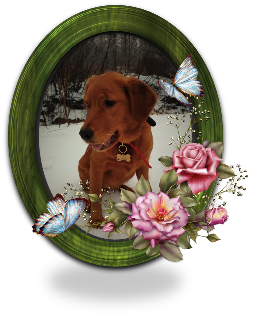 Golden Retriever - Lexi 6 Months Old