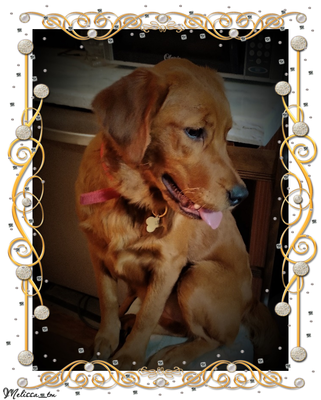 Golden Retriever - Lexi on the chair