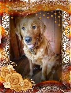 Golden Retriever - Buddy at 7 1/2 months