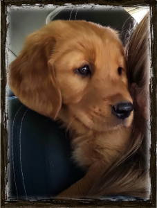 Buddy in his happy place