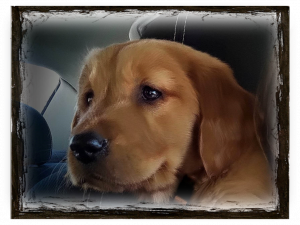 Buddy relaxing on the trip home