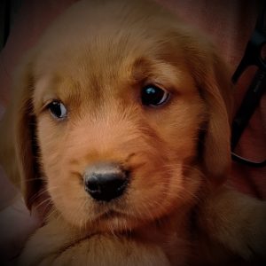 Golden Retriever Puppy 1