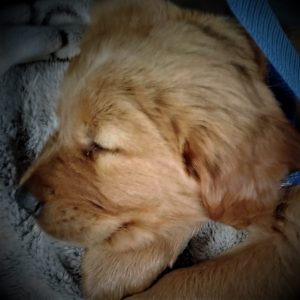 Golden Retriever Puppy 2