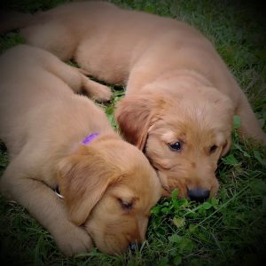 Golden Retriever Puppies 3