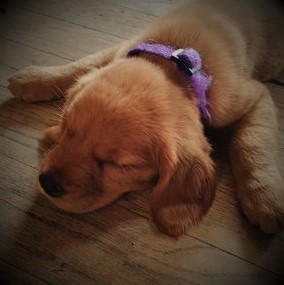 Golden Retriever Puppy 4