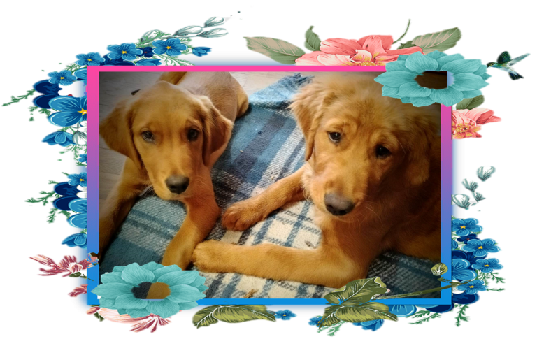 Golden Retrievers - Lexi at 3 1/2 Months & Buddy at 4 Months