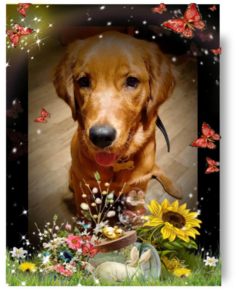 Golden Retriever Puppy - Lexi 5 1/2 Months Old