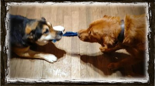 Buddy and hid pal GT - Tug of war